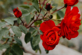  Fotografie I Social Media I Content Design