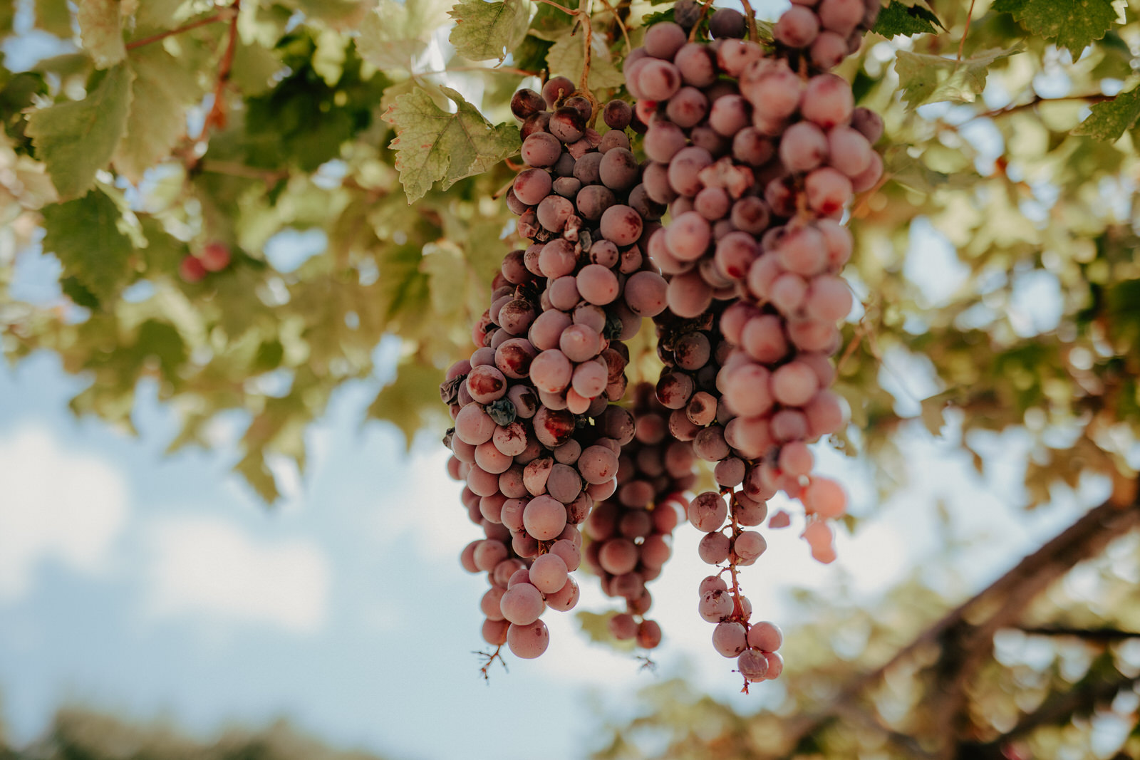  Fotografie I Social Media I Content Design