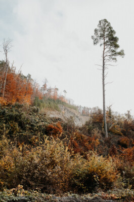  Fotografie I Social Media I Content Design