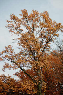  Fotografie I Social Media I Content Design